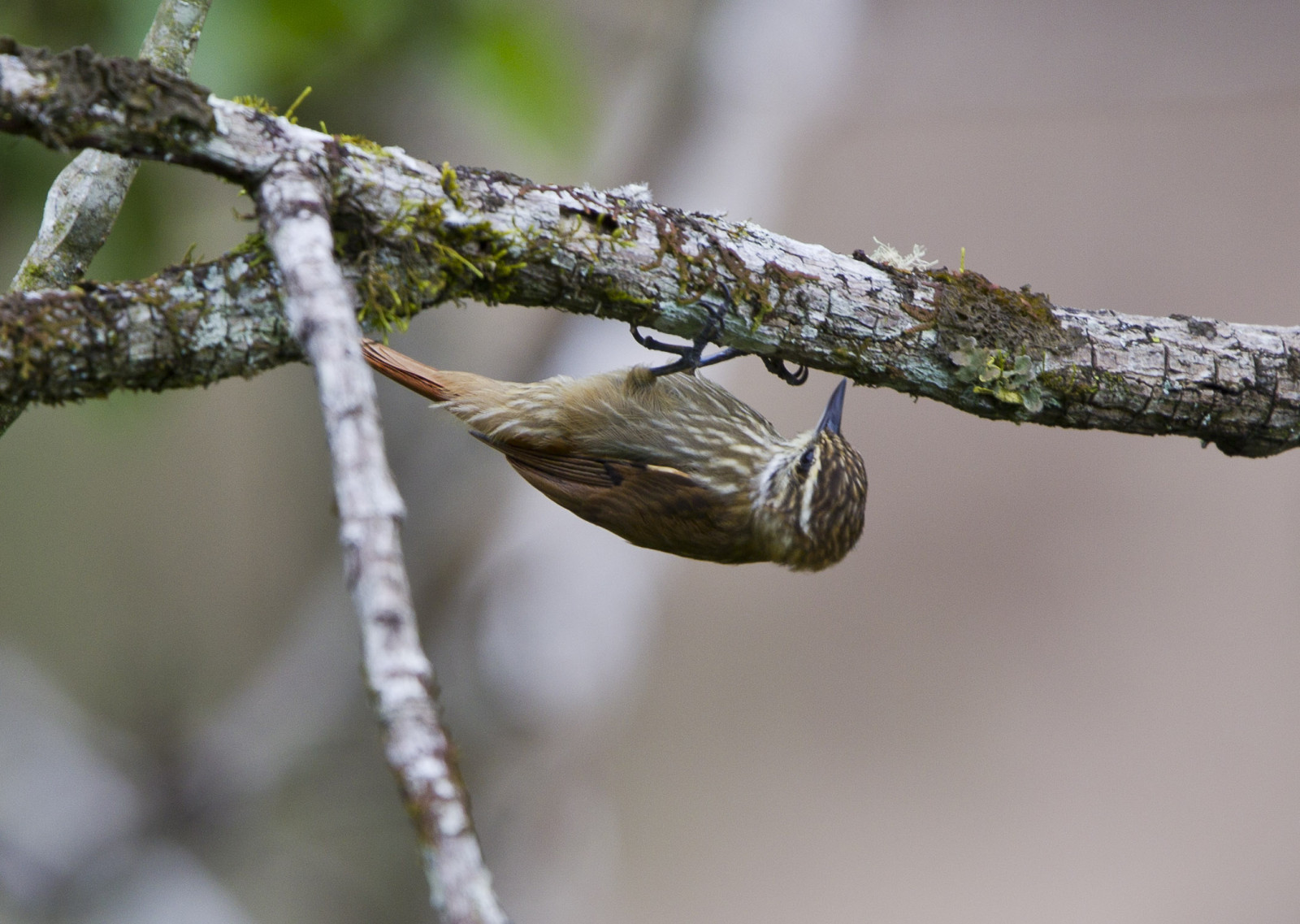 image Streaked Xenops